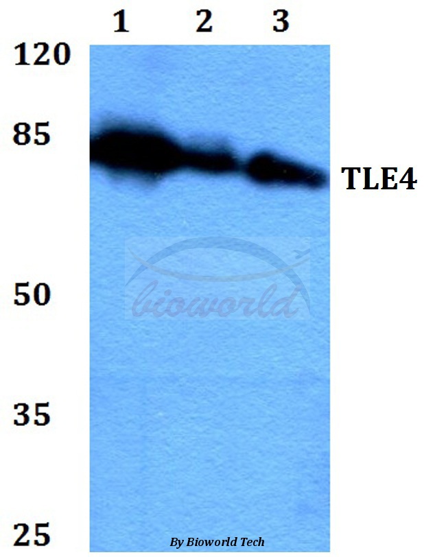 Western blot (WB) analysis of TLE4 (H190) pAb at 1:500 dilution Lane1:HEK293T whole cell lysate Lane2:Raw264.7 whole cell lysate Lane3:PC12 whole cell lysate