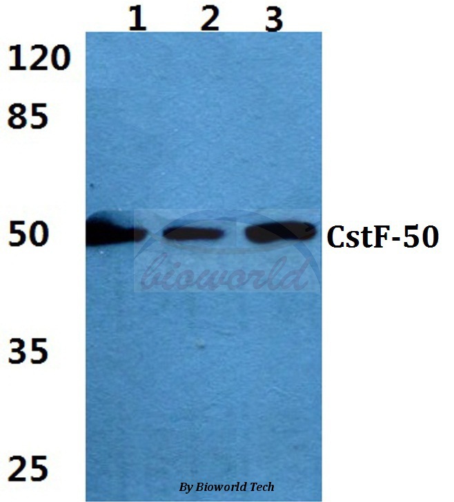 Western blot (WB) analysis of CstF-50 (R3) pAb at 1:500 dilution Lane1:A549 cell lysate Lane2:Mouse lung tissue lysate Lane3:PC12 cell lysate