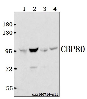 Western blot (WB) analysis of CBP80 (R5) pAb pAb at 1:500 dilution Lane1:Hela whole cell lysate(40ug) Lane2:MCF-7 whole cell lysate(40ug) Lane3:The Brain tissue lysate of Rat(40ug) Lane4:The Brain tissue lysate of Mouse(40ug)