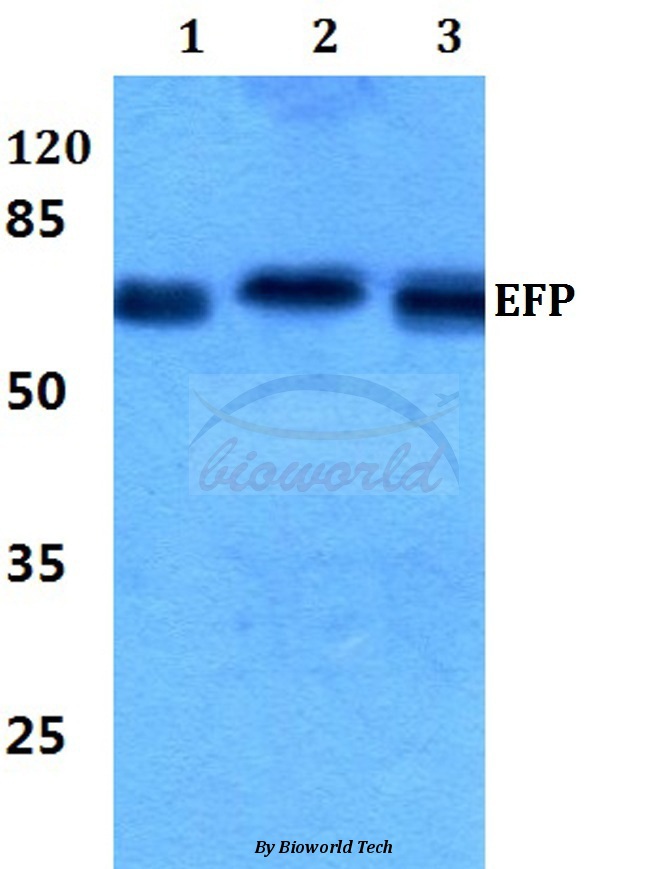 Western blot (WB) analysis of EFP (D222) pAb at 1:500 dilution Lane1:Hela cell lysate Lane2:Raw264.7 cell lysate Lane3:H9C2 cell lysate