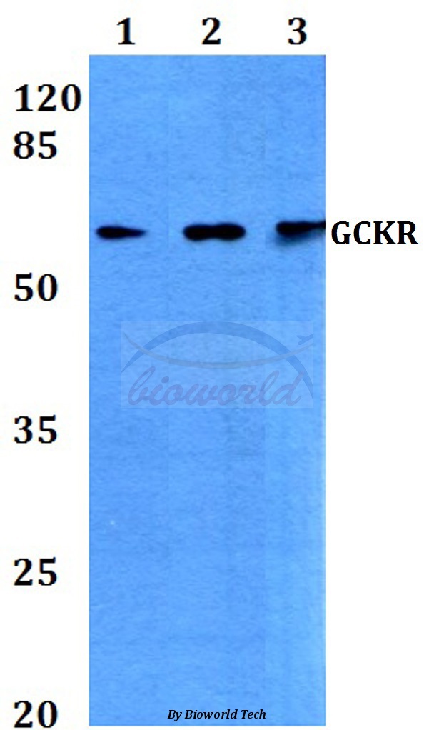 Western blot (WB) analysis of GCKR (R227) pAb at 1:500 dilution Lane1:A549 whole cell lysate Lane2:Raw264.7 whole cell lysate Lane3:PC12 whole cell lysate