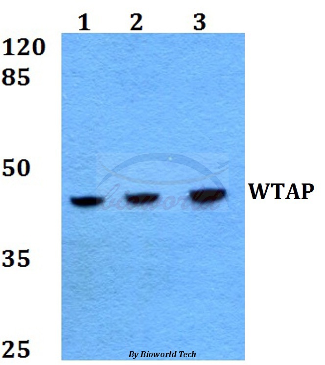 Western blot (WB) analysis of WTAP (H351) pAb at 1:500 dilution Lane1:HepG2 whole cell lysate Lane2:Raw264.7 whole cell lysate Lane3:PC12 whole cell lysate
