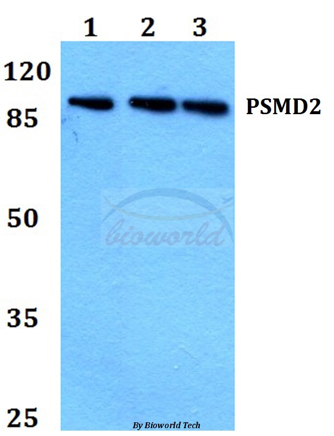Western blot (WB) analysis of PSMD2 (R34) pAb at 1:500 dilution Lane1:A549 whole cell lysate Lane2:Raw264.7 whole cell lysate Lane3:H9C2 whole cell lysate