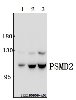 Western blot (WB) analysis of PSMD2 (R34) pAb at 1:500 dilution Lane1:SK-OVCAR3 whole cell lysate(40ug) Lane2:HepG2 whole cell lysate(40ug) Lane3:786-O whole cell lysate(40ug)