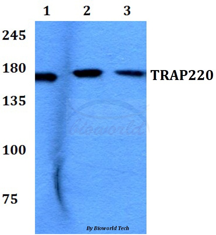 Western blot (WB) analysis of TRAP220 (P697) pAb at 1:500 dilution Lane1:HEK293T whole cell lysate Lane2:Raw264.7 whole cell lysate Lane3:PC12 whole cell lysate
