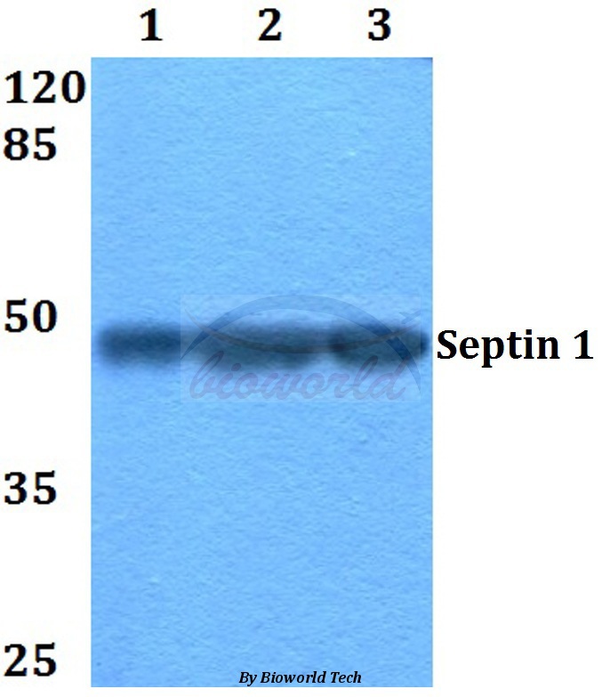 Western blot (WB) analysis of Septin 1 (D205) pAb at 1:500 dilution Lane1:HEK293T whole cell lysate Lane2:Raw264.7 whole cell lysate Lane3:H9C2 whole cell lysate
