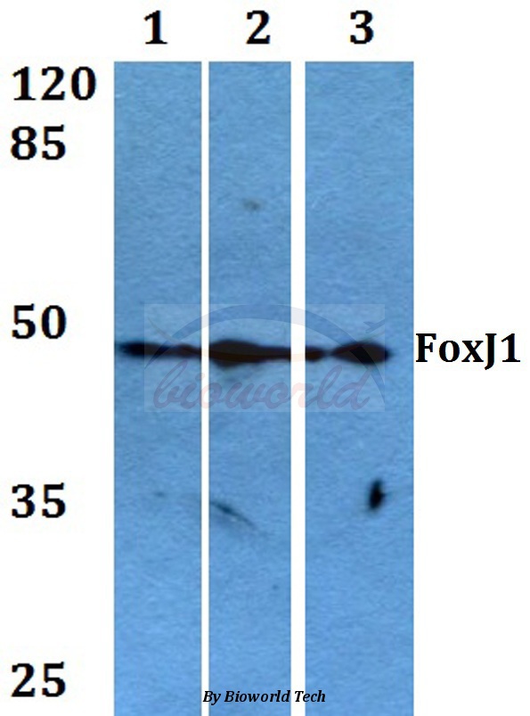Western blot (WB) analysis of FoxJ1 (T295) pAb at 1:500 dilution Lane1:HEK293T whole cell lysate Lane2:Raw264.7 whole cell lysate Lane3:H9C2 whole cell lysate