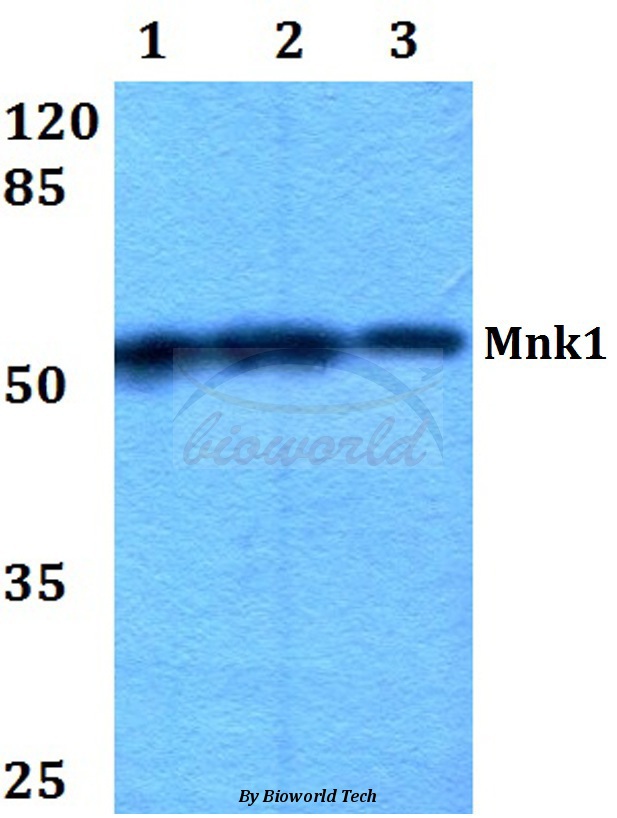 Western blot (WB) analysis of Mnk1 (I136) pAb at 1:500 dilution Lane1:HEK293T whole cell lysate Lane2:Raw264.7 whole cell lysate Lane3:H9C2 whole cell lysate