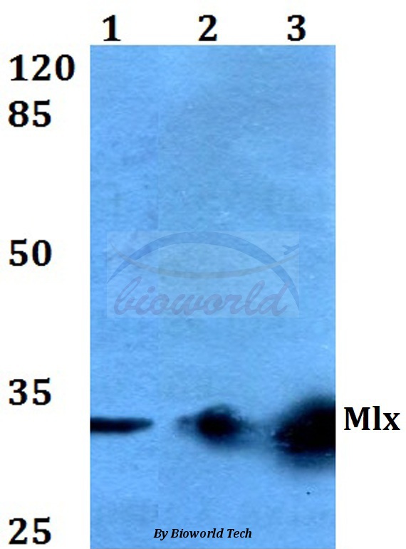 Western blot (WB) analysis of Mlx (Q136) pAb at 1:500 dilution Lane1:HEK293T whole cell lysate Lane2:Raw264.7 whole cell lysate Lane3:H9C2 whole cell lysate