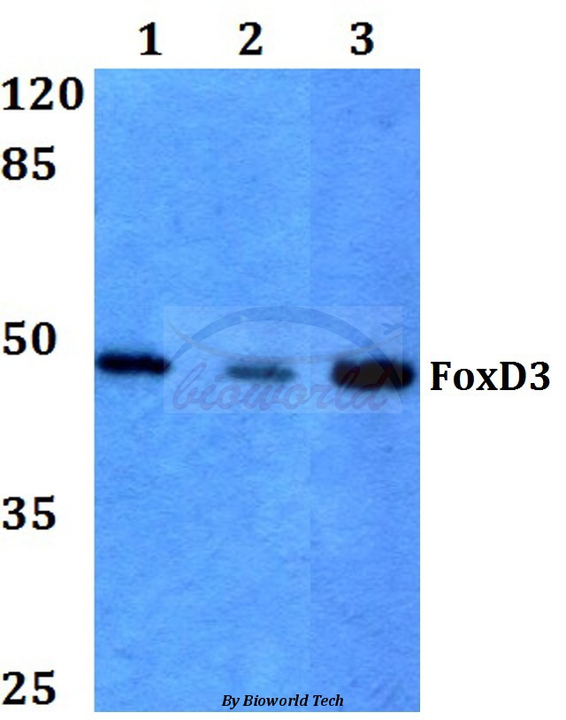 Western blot (WB) analysis of FoxD3 (R233) pAb at 1:500 dilution Lane1:HEK293T whole cell lysate Lane2:Raw264.7 whole cell lysate Lane3:H9C2 whole cell lysate