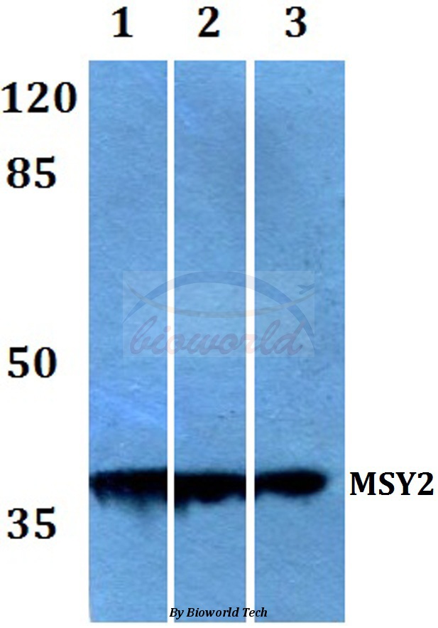 Western blot (WB) analysis of MSY2 (G311) pAb at 1:500 dilution Lane1:A549 whole cell lysate Lane2:Mouse heart tissue lysate Lane3:Rat heart tissue lysate
