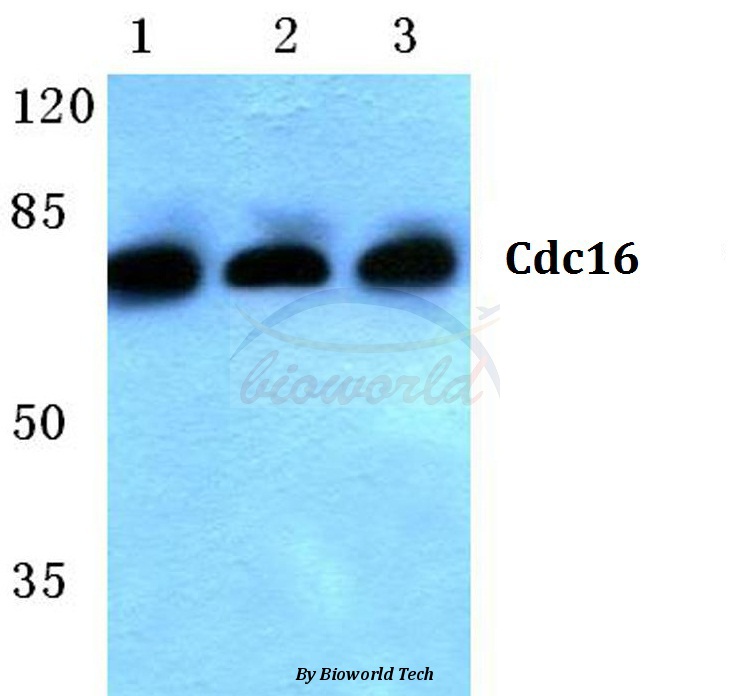 Western blot (WB) analysis of Cdc16 (E206) pAb at 1:500 dilution Lane1:HEK293T cell lysate Lane2:sp2/0 cell lysate Lane3:PC12 cell lysate