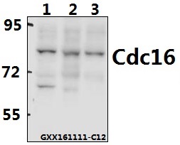 Western blot (WB) analysis of Cdc16 (E206) pAb at 1:500 dilution Lane1:HEK293T whole cell lysate(40ug) Lane2:SGC7901 whole cell lysate(40ug) Lane3:H9C2 whole cell lysate(40ug)