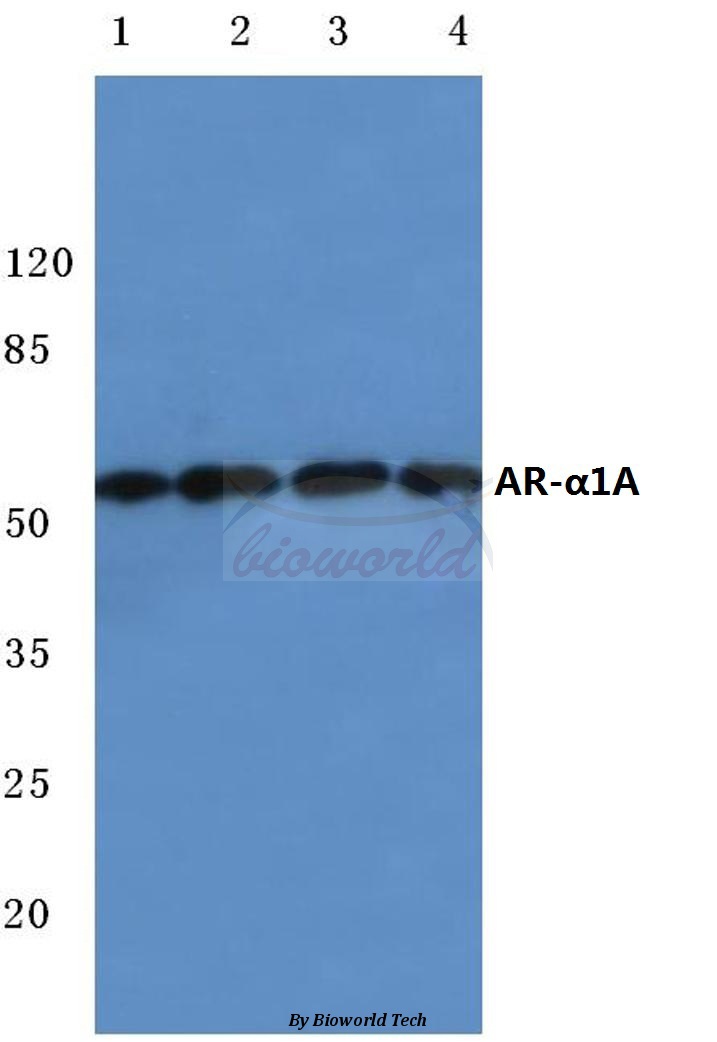 Western blot (WB) analysis of AR-α1A (Q365) pAb at 1:500 dilution Lane1:MCF-7 cell lysate Lane2:Jurkat cell lysate Lane3:NIH-3T3 cell lysate Lane4:PC12 cell lysate