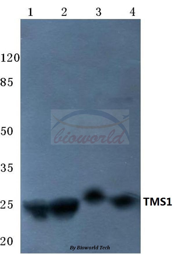 Western blot (WB) analysis of TMS1 (E13) pAb at 1:500 dilution Lane1:DLD cell lysate Lane2:HEK293T cell lysate Lane3:Mouse brain tissue lysate Lane4:Rat brain tissue lysate
