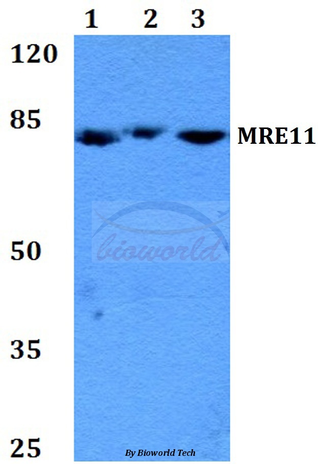 Western blot (WB) analysis of MRE11 (Q459) pAb at 1:500 dilution Lane1:A549 whole cell lysate Lane2:Raw264.7 whole cell lysate Lane3:H9C2 whole cell lysate