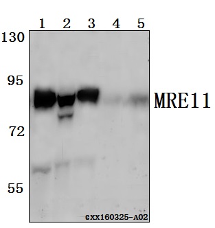 Western blot (WB) analysis of MRE11 (Q459) pAb at 1:500 dilution Lane1:Jurkat whole cell lysate(40ug) Lane2:L02 whole cell lysate(40ug) Lane3:HEK293T whole cell lysate(40ug) Lane4:The heart tissue lysate of Mouse(40ug) Lane5:The heart tissue lysate of Rat