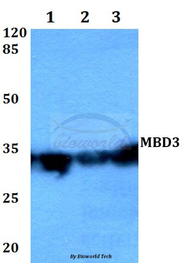 Western blot (WB) analysis of MBD3 (H250) pAb at 1:500 dilution Lane1:HEK293T whole cell lysate Lane2:Mouse testis tissue lysate Lane3:Rat testis tissue lysate