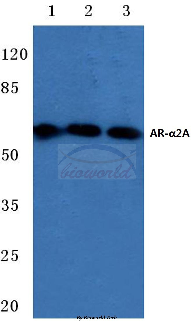 Western blot (WB) analysis of AR-α2A (R361) pAb at 1:500 dilution Lane1:Hela whole cell lysate Lane2:Mouse kidney tissue lysate Lane3:H9C2 whole cell lysate