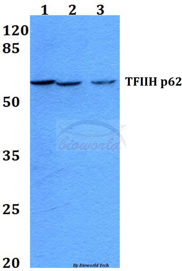 Western blot (WB) analysis of TFIIH p62 (A32) pAb at 1:500 dilution Lane1:HEK293T whole cell lysate Lane2:Raw264.7 whole cell lysate Lane3:PC12 whole cell lysate