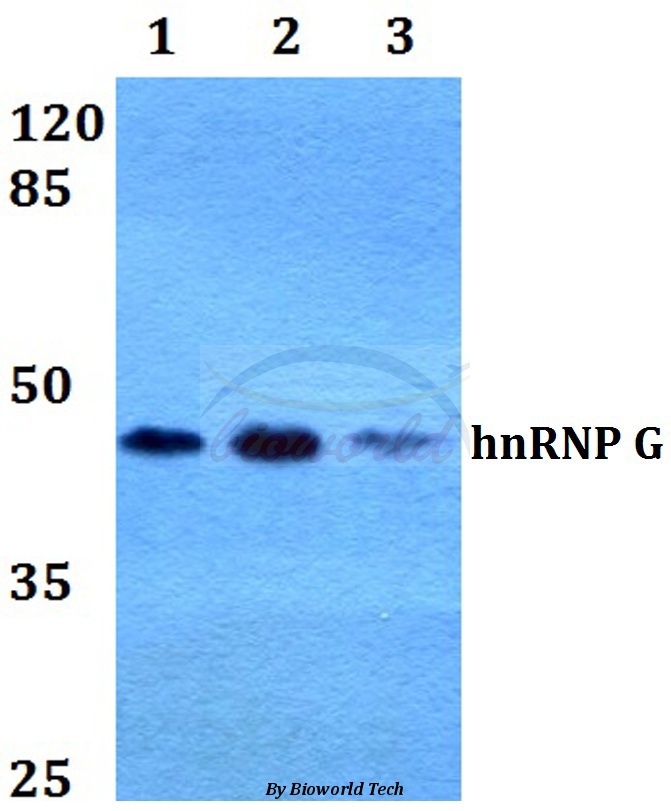 Western blot (WB) analysis of hnRNP G (M40) pAb at 1:500 dilution Lane1:HEK293T whole cell lysate Lane2:Raw264.7 whole cell lysate Lane3:PC12 whole cell lysate
