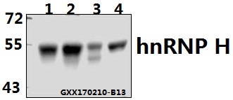 Western blot (WB) analysis of hnRNP H (R192) pAb at 1:500 dilution Lane1:HEK293A whole cell lysate Lane2:Raw264.7 whole cell lysate Lane3:H9C2 whole cell lysate