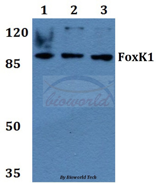 Western blot (WB) analysis of FoxK1 (G698) pAb at 1:500 dilution Lane1:MCF-7 whole cell lysate Lane2:Raw264.7 whole cell lysate Lane3:PC12 whole cell lysate