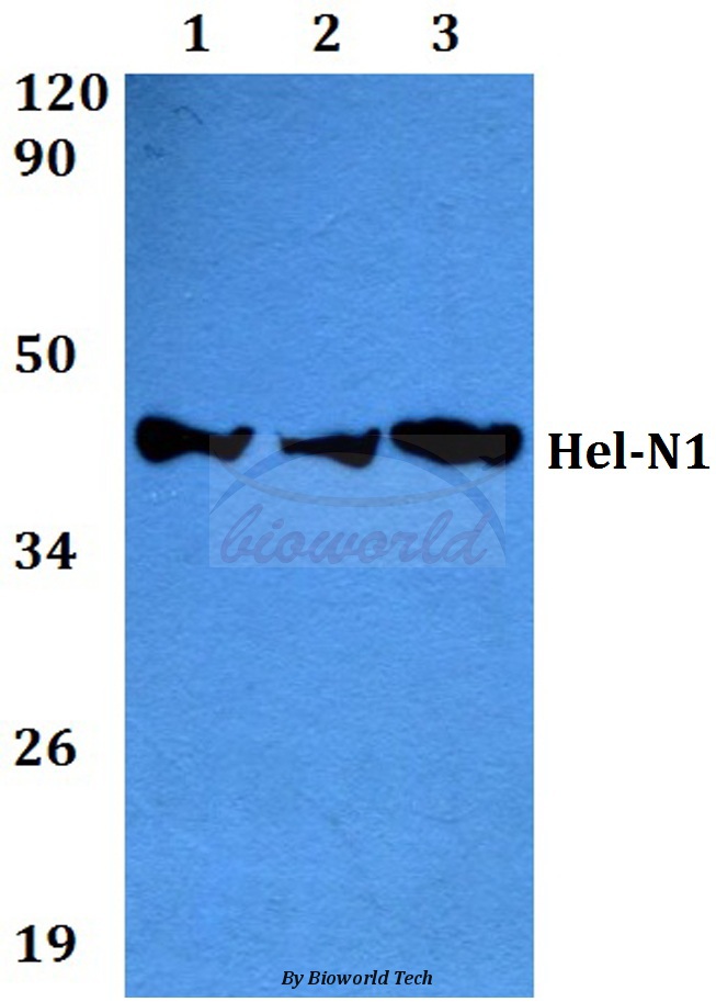 Western blot (WB) analysis of Hel-N1 (S27) pAb at 1:500 dilution Lane1:HEK293T whole cell lysate Lane2:Raw264.7 whole cell lysate Lane3:PC12 whole cell lysate