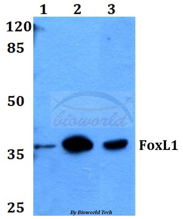 Western blot (WB) analysis of FoxL1 (G150) pAb at 1:500 dilution Lane1:Hela whole cell lysate Lane2:sp2/0 whole cell lysate Lane3:H9C2 whole cell lysate