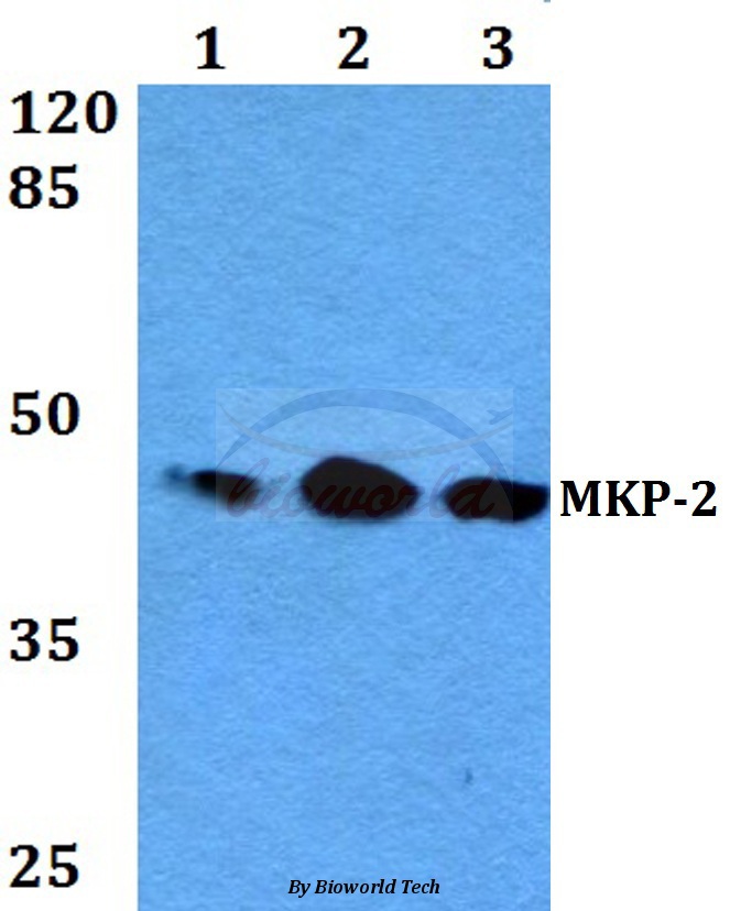 Western blot (WB) analysis of MKP-2 (Y108) pAb at 1:500 dilution Lane1:A549 whole cell lysate Lane2:Raw264.7 whole cell lysate Lane3:PC12 whole cell lysate