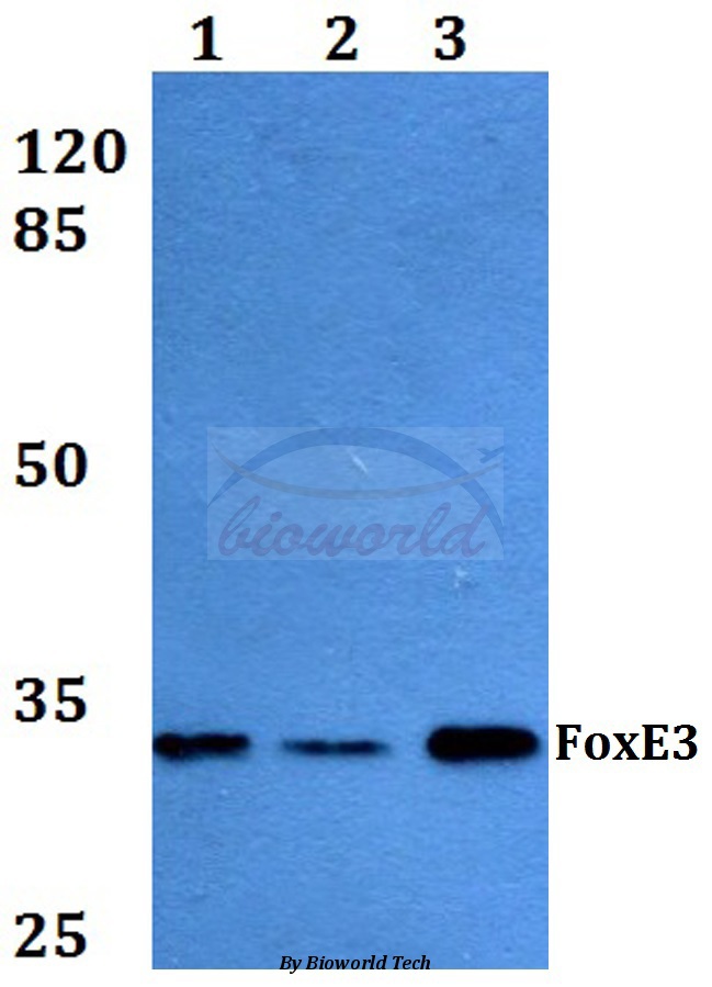 Western blot (WB) analysis of FoxE3 (R97) pAb at 1:500 dilution Lane1:A549 whole cell lysate Lane2:HepG2 whole cell lysate Lane3:PC12 whole cell lysate