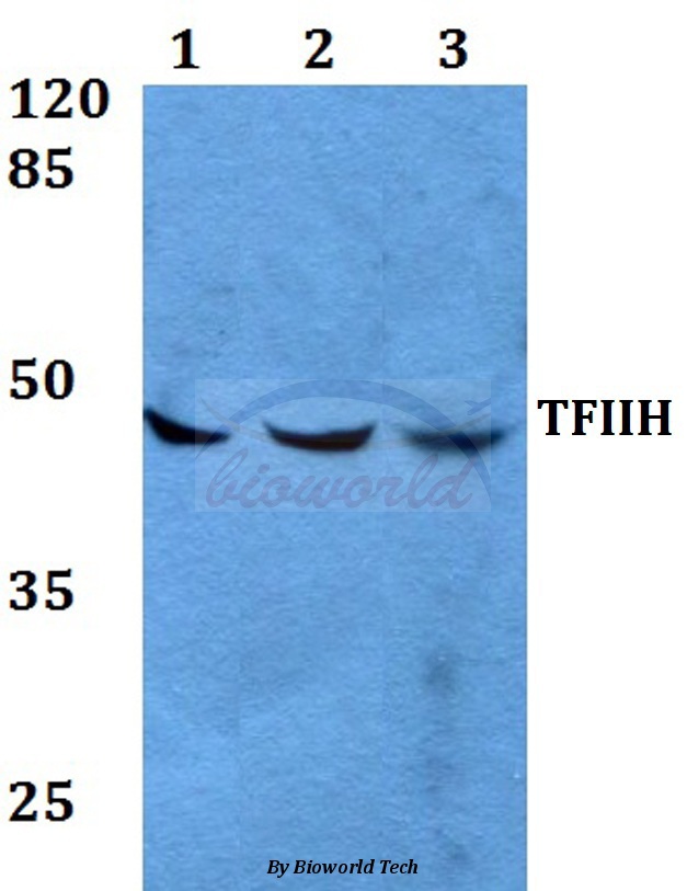 Western blot (WB) analysis of TFIIH p44 (T18) pAb at 1:500 dilution Lane1:A549 whole cell lysate Lane2:Raw264.7 whole cell lysate Lane3:H9C2 whole cell lysate