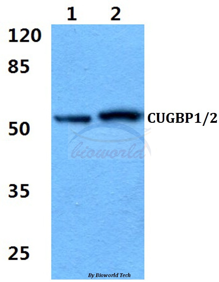 Western blot (WB) analysis of CUG-BP1/2 (K95) pAb at 1:500 dilution Lane1:A549 cell lysate Lane2:PC12 cell lysate