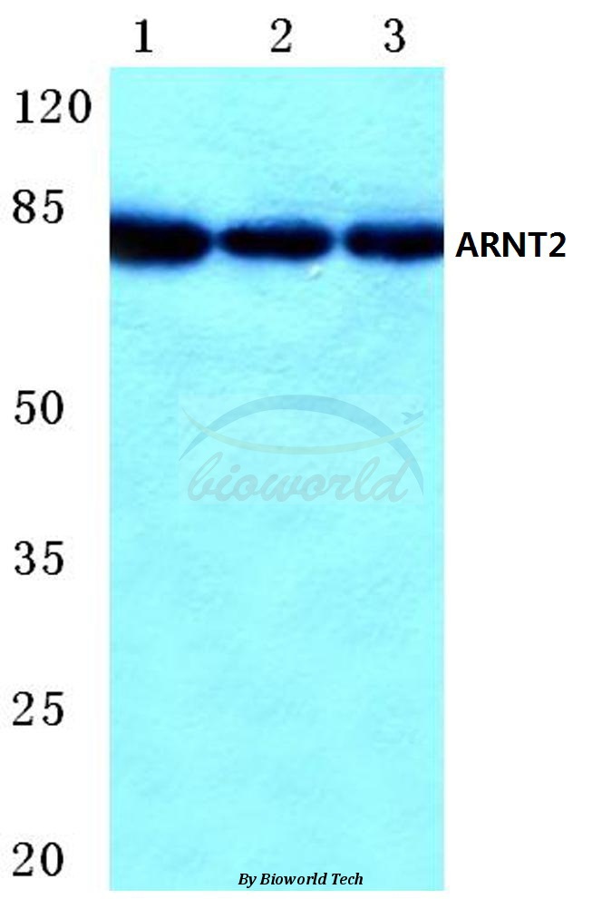Western blot (WB) analysis of ARNT2 (M50) pAb at 1:500 dilution Lane1:Hela cell lysate Lane2:NIH-3T3 cell lysate Lane3:H9C2 cell lysate