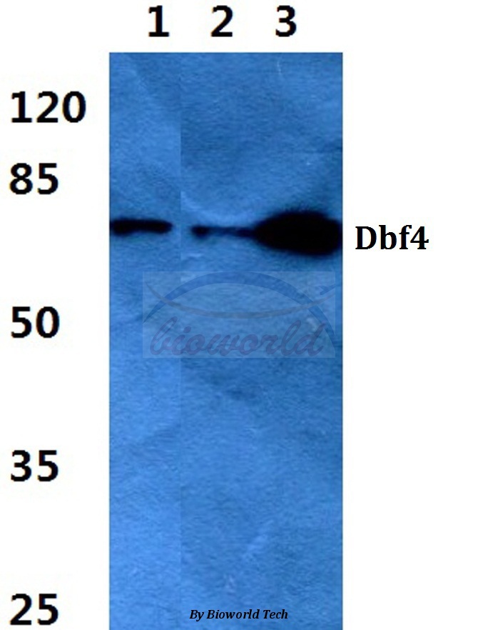 Western blot (WB) analysis of Dbf4 (I18) pAb at 1:500 dilution Lane1:DLD cell lysate Lane2:Rat liver tissue lysate Lane3:Mouse spleen tissue lysate