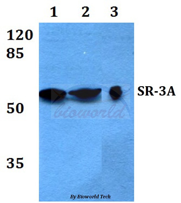 Western blot (WB) analysis of SR-3A (W190) pAb at 1:500 dilution Lane1:A540 whole cell lysate Lane2:Mouse brain tissue lysate Lane3:Rat brain tissue lysate