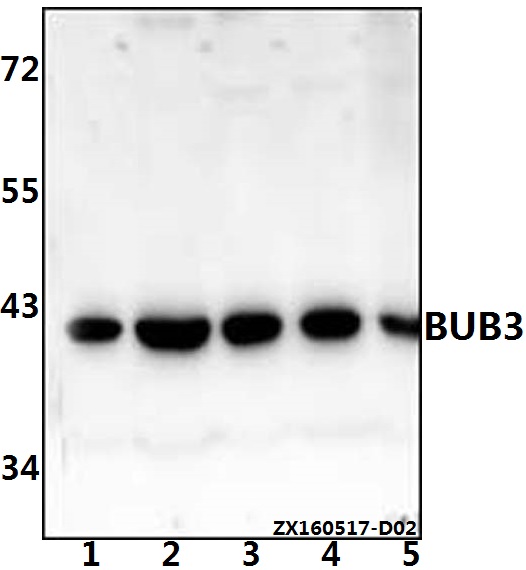 Western blot (WB) analysis of BUB3 (H274) pAb at 1:500 dilution Lane1:Hela whole cell lysate(40ug) Lane2:HEK293T whole cell lysate(40ug) Lane3:The brain tissue lysate of Mouse(40ug) Lane4:The brain tissue lysate of Rat(40ug) Lane5:C6 whole cell lysate(40u