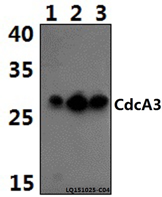 Western blot (WB) analysis of CdcA3 (E251) pAb at 1:500 dilution Lane1:HepG2 whole cell lysate(40ug) Lane2:H9C2 whole cell lysate(30ug) Lane3:RAW264.7 whole cell lysate(30ug)