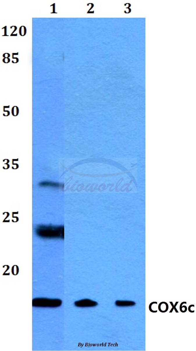 Western blot (WB) analysis of COX6c (R40) pAb at 1:500 dilution Lane1:MCF-7 cell lysate Lane2:sp2/0 cell lysate Lane3:H9C2 cell lysate
