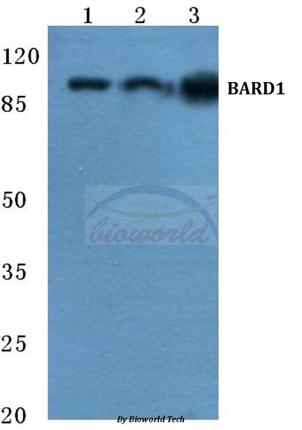Western blot (WB) analysis of BARD1 (R8) pAb at 1:500 dilution Lane1:Hela cell lysate Lane2:Raw264.7 cell lysate Lane3:H9C2 cell lysate