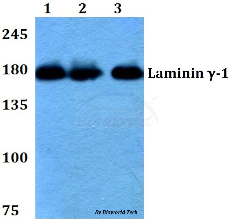 Western blot (WB) analysis of Laminin γ-1 (E1472) pAb at 1:500 dilution Lane1:HEK293T whole cell lysate Lane2:Raw264.7 whole cell lysate Lane3:PC12 whole cell lysate