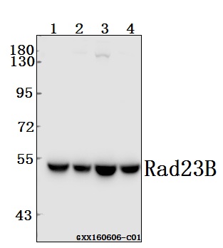 Western blot (WB) analysis of Rad23B (K27) pAb at 1:500 dilution Lane1:HepG2 whole cell lysate(20ug) Lane2:MCF-7 whole cell lysate(20ug) Lane3:U-87MGwhole cell lysate(40ug) Lane4:HCT116 whole cell lysate(40ug)
