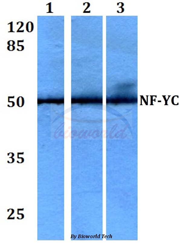 Western blot (WB) analysis of NF-YC (W85) pAb at 1:500 dilution Lane1:HEK293T whole cell lysate Lane2:Raw264.7 whole cell lysate Lane3:H9C2 whole cell lysate