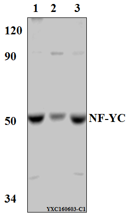 Western blot (WB) analysis of NF-YC (W85) pAb at 1:500 dillution Lane1:PC3 whole cell lysate(40μg) Lane2:The Testis tissue lysate of Mouse(40μg) Lane3:The Testis tissue lysate of Rat(40μg)