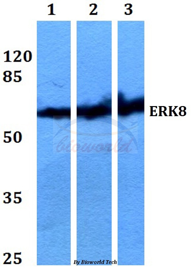 Western blot (WB) analysis of ERK8 (D171) pAb at 1:500 dilution Lane1:HEK293T whole cell lysate Lane2:Raw264.7 whole cell lysate Lane3:PC12 whole cell lysate