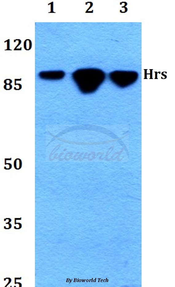 Western blot (WB) analysis of Hrs (R481) pAb at 1:500 dilution Lane1:HEK293T whole cell lysate Lane2:Raw264.7 whole cell lysate Lane3:H9C2 whole cell lysate