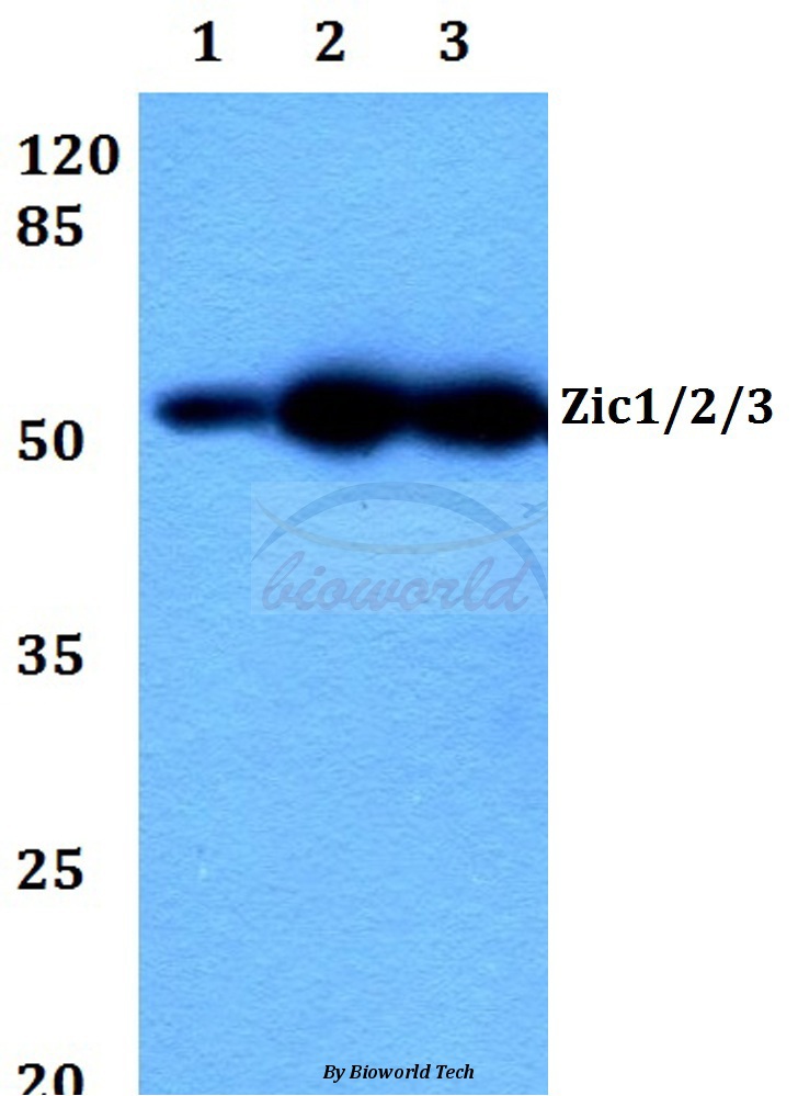 Western blot (WB) analysis of Zic1/2/3 (D348) pAb at 1:500 dilution Lane1:A549 whole cell lysate Lane2:Raw264.7 whole cell lysate Lane3:H9C2 whole cell lysate