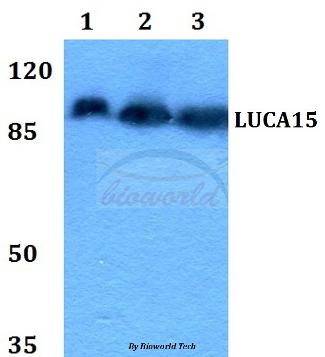 Western blot (WB) analysis of LUCA15 (N261) pAb at 1:500 dilution Lane1:HEK293T whole cell lysate Lane2:Raw264.7 whole cell lysate Lane3:H9C2 whole cell lysate