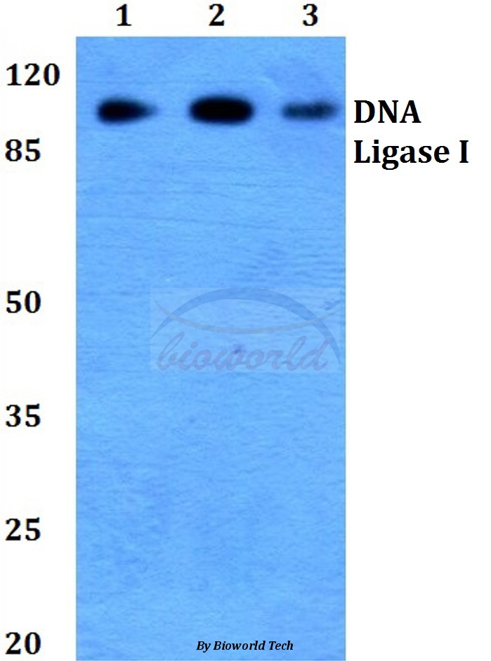 Western blot (WB) analysis of DNA Ligase I (E139) pAb at 1:500 dilution Lane1:Hela cell lysate Lane2:Raw264.7 cell lysate Lane3:H9C2 cell lysate