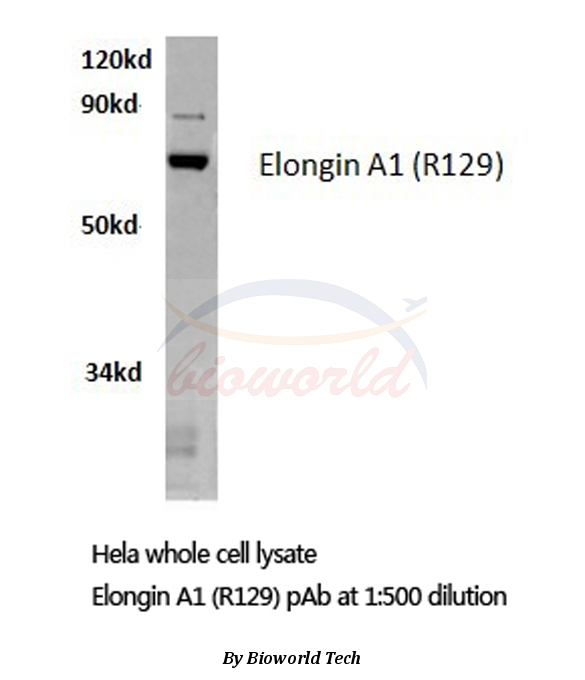 Western blot (WB) analysis of Elongin A1 (R129) pAb in extracts from HELA cells.
